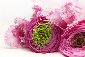 Close-up of pink ranunculus flowers with green centers on white background
