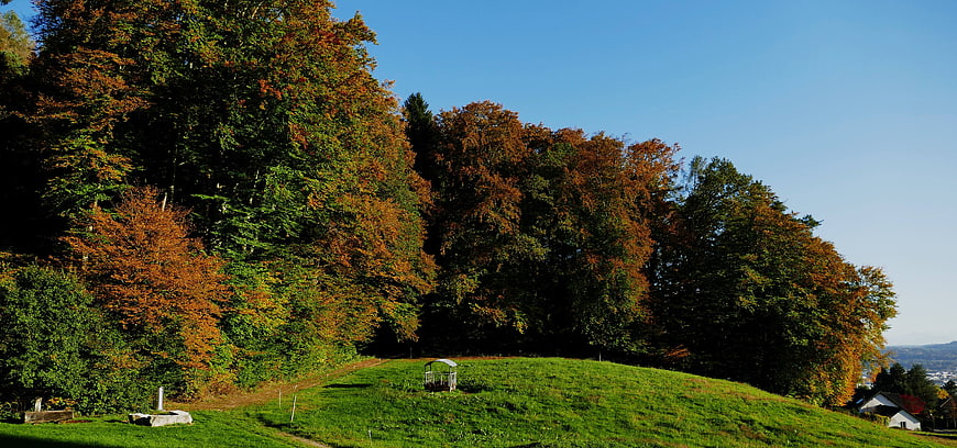 Autumn forest edge with green meadow and blue sky