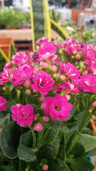Vibrant Pink Kalanchoe Blooms In A Lush Garden Setting