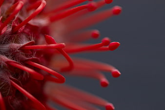 Macro Close-Up of Red Flower Stamen on Dark Background
