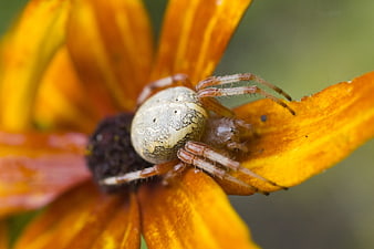 Close-up of a spider on a yellow flower petal