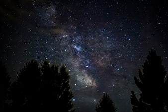 Milky Way Galaxy Over Silhouetted Pine Trees at Night