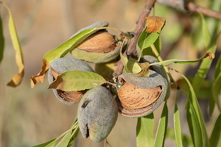 Ripe Almonds Growing On Tree Branch With Green Leaves