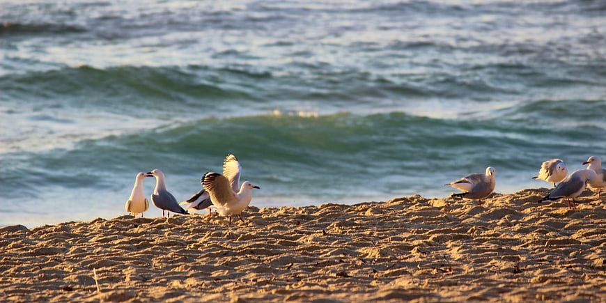 Seagulls on Sandy Beach with Ocean Waves at Sunset