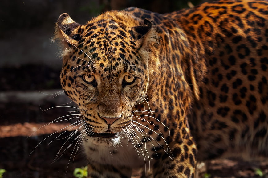 Close-up portrait of a jaguar with intense gaze and detailed fur