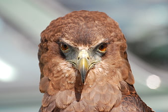 Close-up portrait of a brown eagle head with intense amber eyes