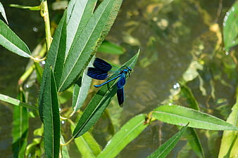 Blue Banded Demoiselle Dragonfly on Willow Leaf