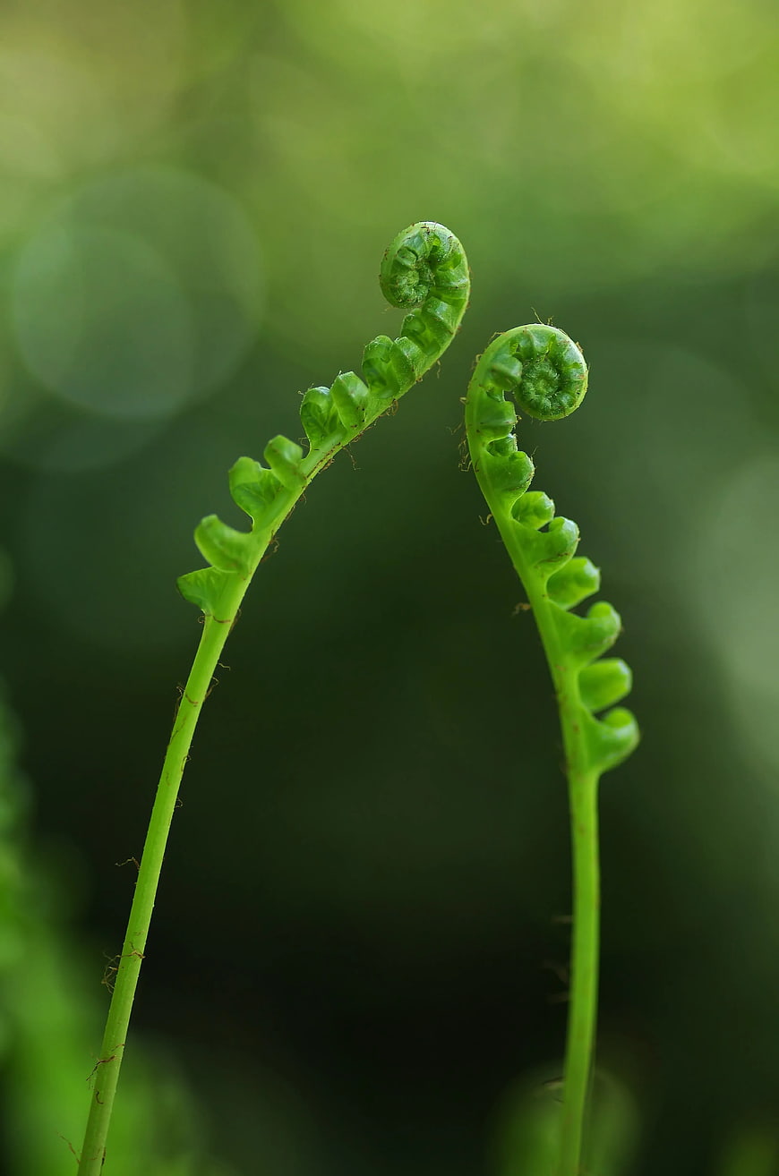 Close-up of Unfurling Green Fern Fiddleheads