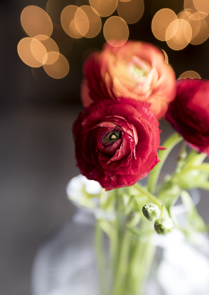 Close-up of red and orange ranunculus flowers with bokeh