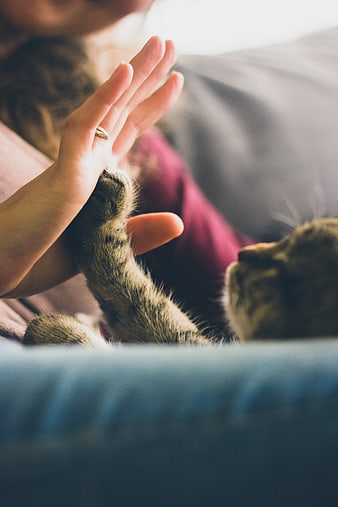 Close-up of Person Giving High Five to Tabby Cat Paw