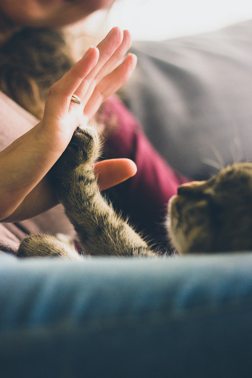 Close-up of Person Giving High Five to Tabby Cat Paw
