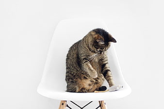 Tabby Cat Grooming on White Minimalist Chair