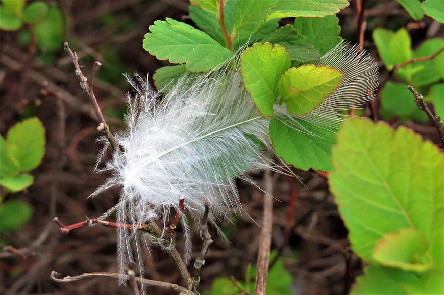 White Feather Caught in Green Leaves and Twigs