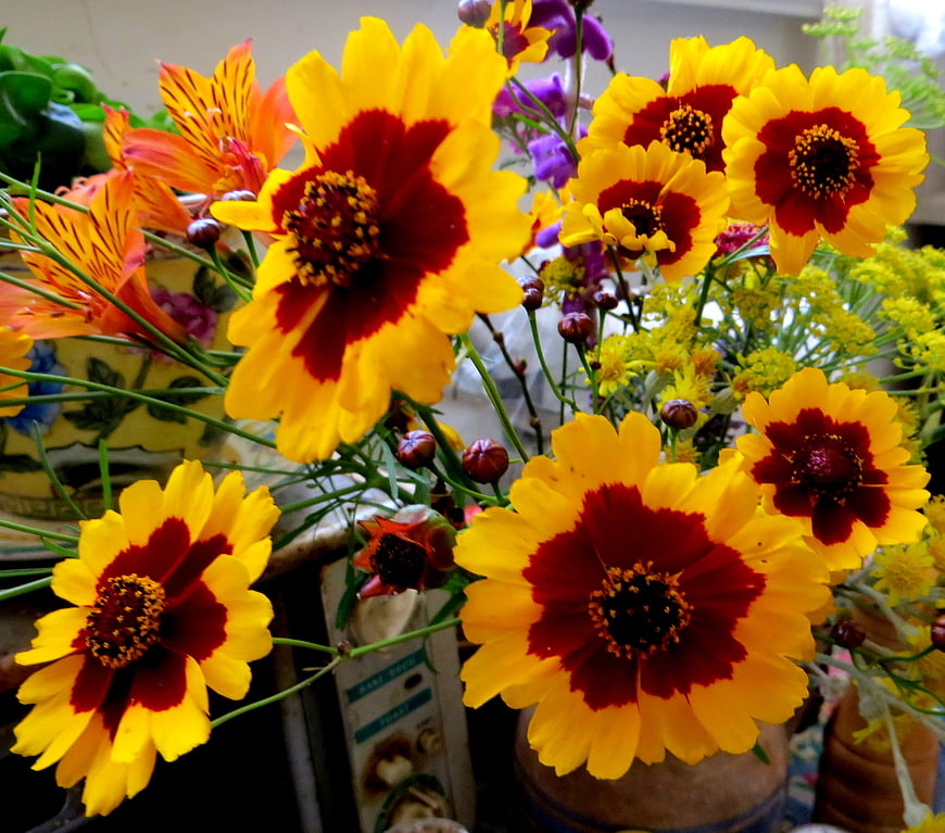 Vibrant yellow and red coreopsis flowers in a vase