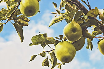 Green Apples Hanging on Tree Branch Against Blue Sky