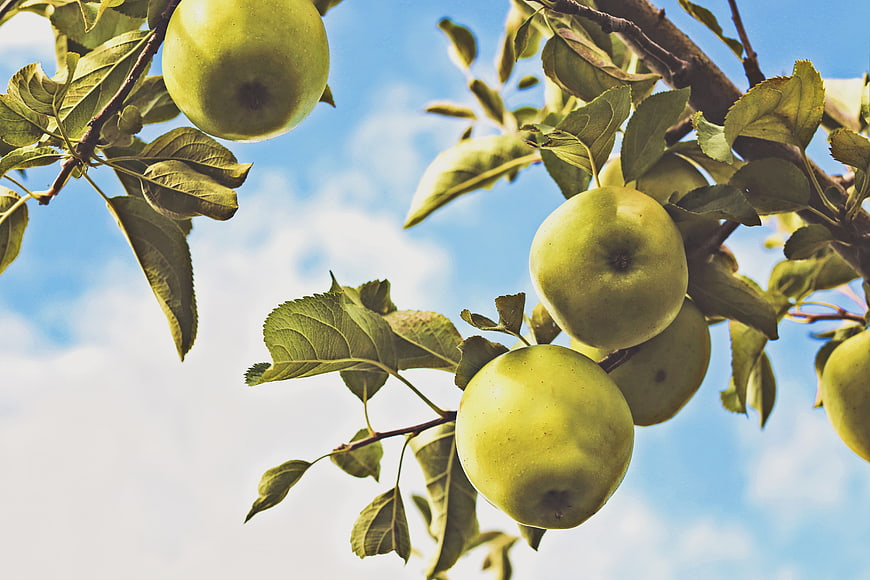 Green Apples Hanging on Tree Branch Against Blue Sky