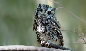 Eastern Screech Owl Perched on Branch in Natural Habitat
