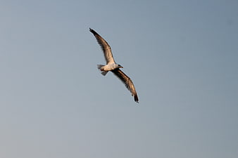 Seagull Soaring in Clear Blue Sky