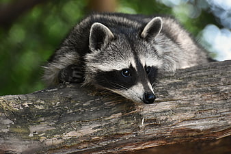 Close-up portrait of a raccoon resting on a weathered tree branch
