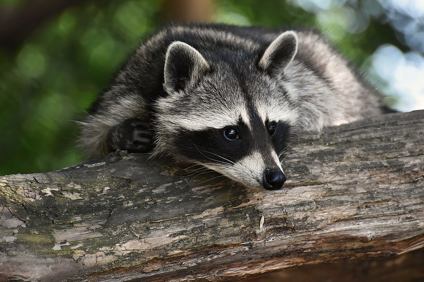 Close-up portrait of a raccoon resting on a weathered tree branch