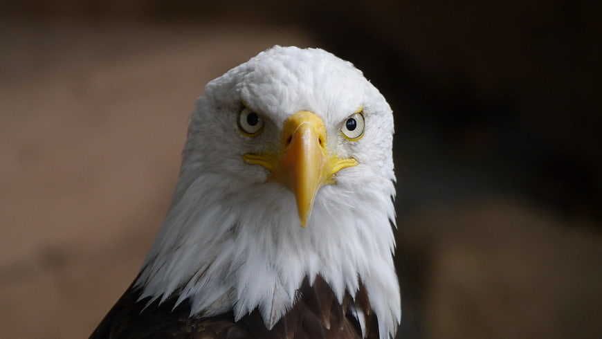 Close-up portrait of a bald eagle head