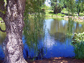 Weeping willow tree by a tranquil pond in summer