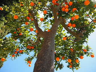 Low angle view of ripe oranges on a tree against blue sky
