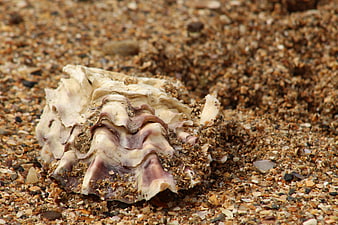 Close-up of textured oyster shell on coarse sandy beach