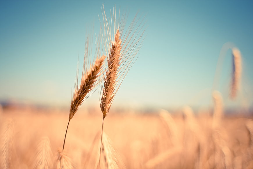 Close-up of golden wheat ears in a sunny field