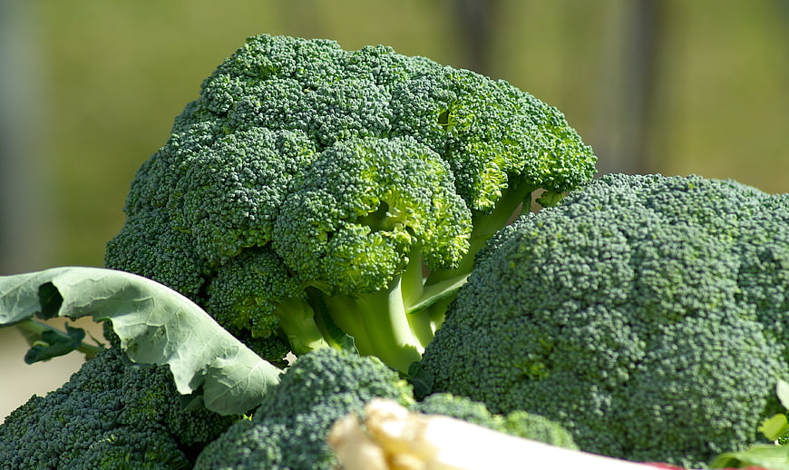 Fresh Green Broccoli Heads Close Up