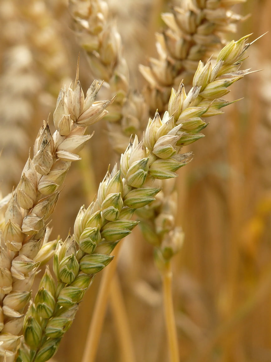 Close-up of ripening wheat ears in a golden field