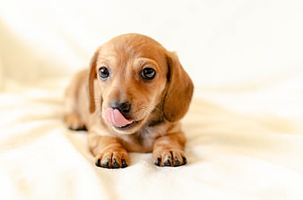 Cute Red Dachshund Puppy Licking Nose On White Blanket