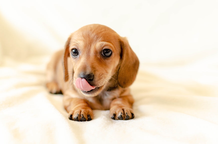 Cute Red Dachshund Puppy Licking Nose On White Blanket