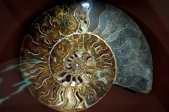 Detailed cross-section of a polished ammonite fossil