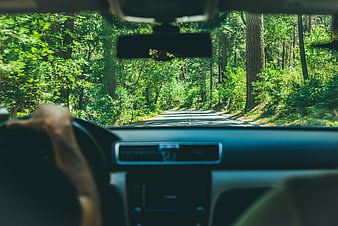 POV Driving Through Forest Road in Summer
