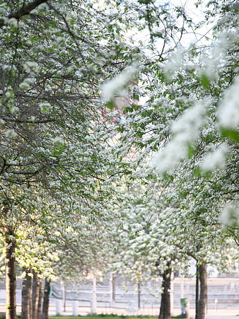 White flowering trees in a park during spring