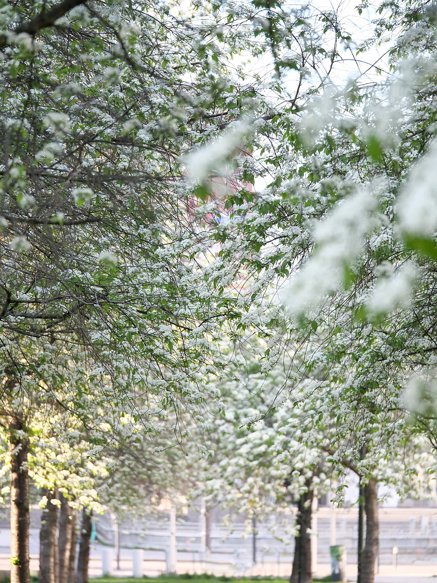 White flowering trees in a park during spring