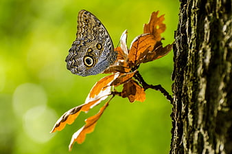 Close-up of a Brown Butterfly on a Tree Branch