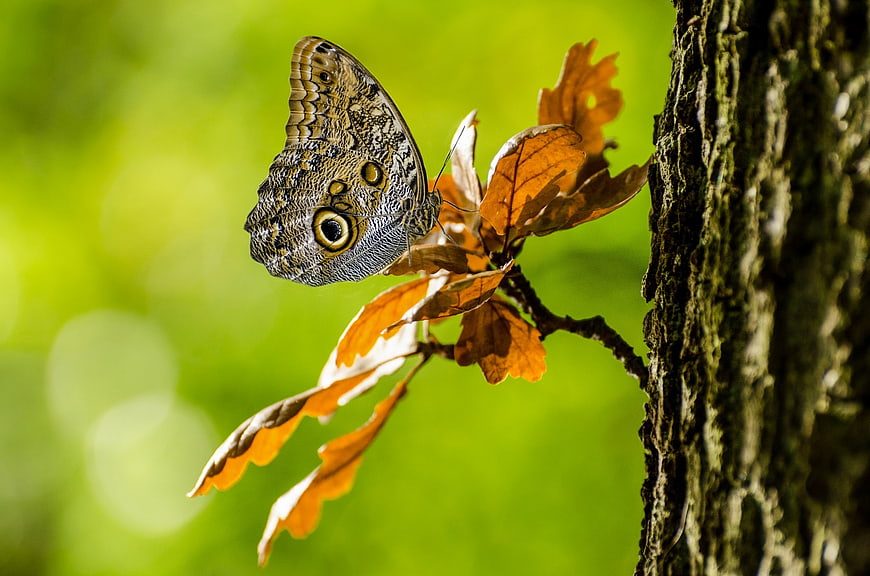 Close-up of a Brown Butterfly on a Tree Branch
