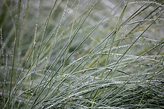 Close-up of green grass blades with morning dew droplets