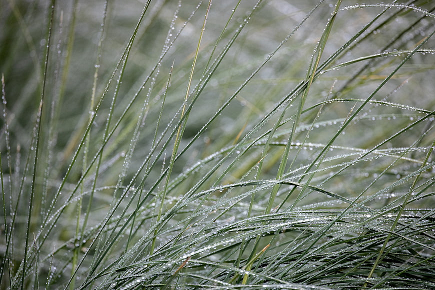 Close-up of green grass blades with morning dew droplets