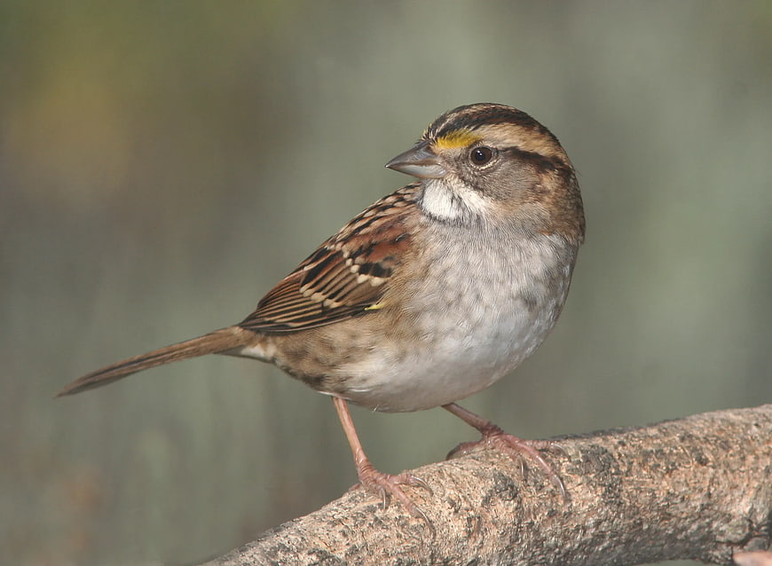 White-throated Sparrow perched on a tree branch