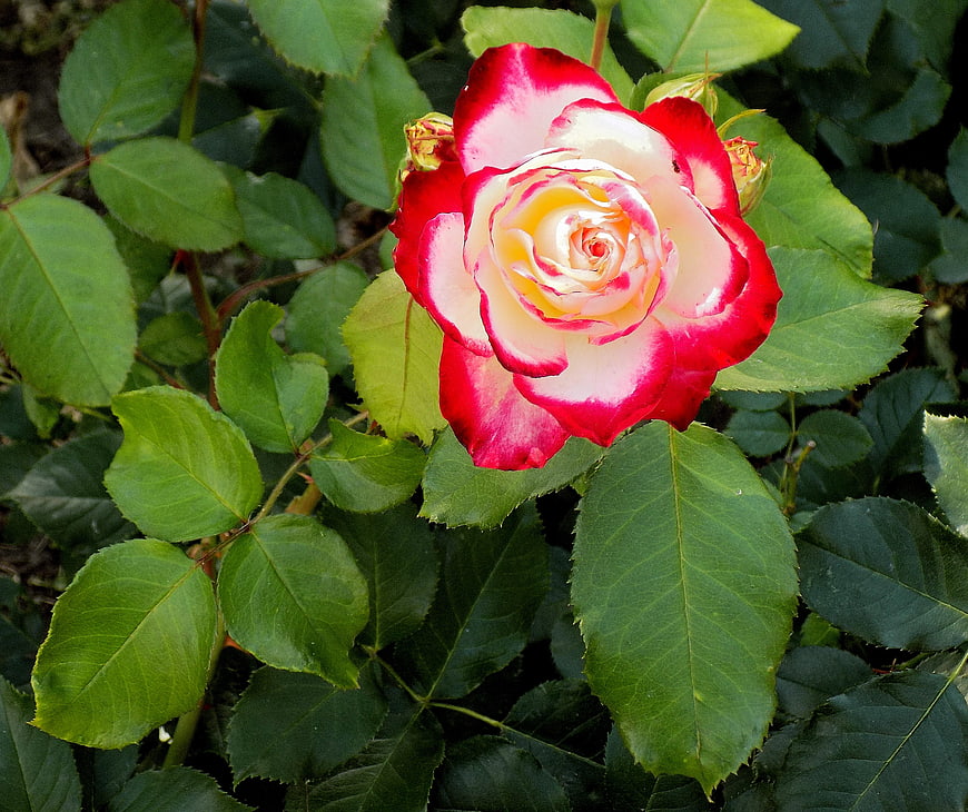 Vibrant Red and White Rose with Green Leaves