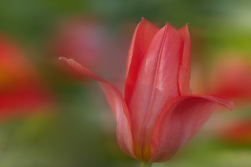 Close-up of a vibrant red tulip with blurred garden background