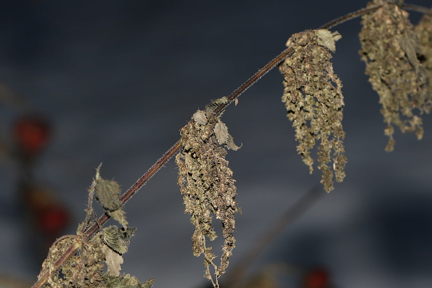 Close-up of dried nettle plant with seed heads in winter