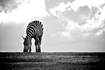Black and White Zebra Grazing on Grassland