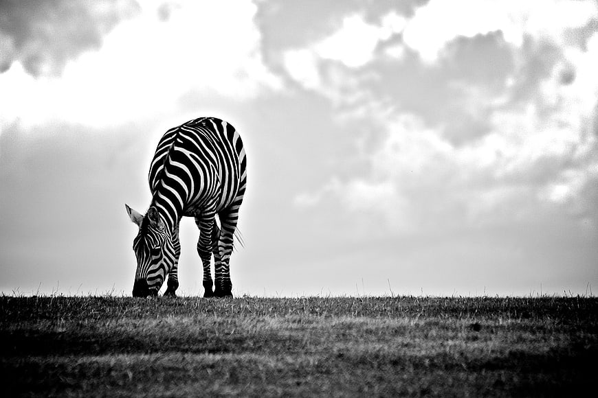 Black and White Zebra Grazing on Grassland