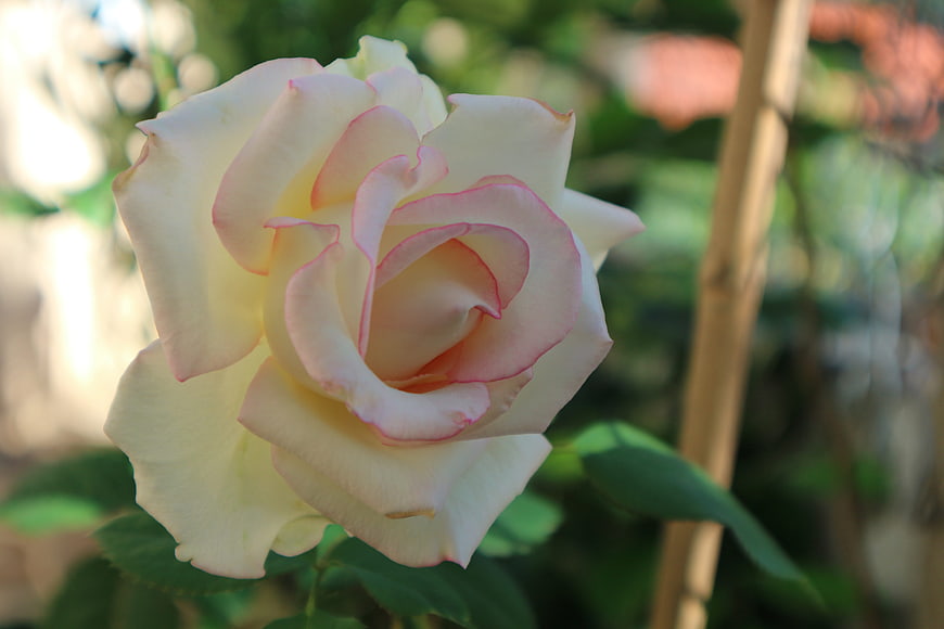 Close-up of a white rose with delicate pink edges
