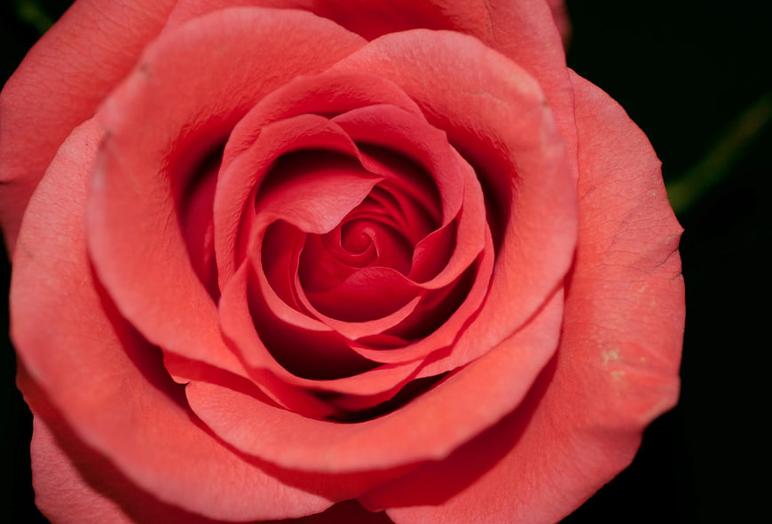 Close-up of a vibrant red rose with spiral petals