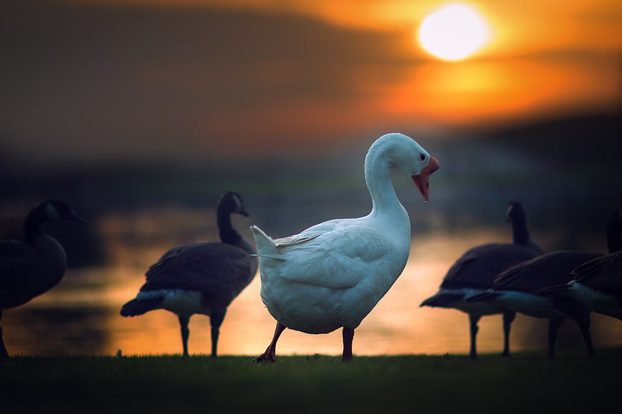 White Goose Honking at Sunset with Geese